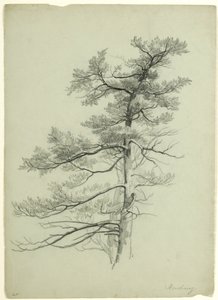 Estudio de Árbol, Newburgh, Nueva York, 1849